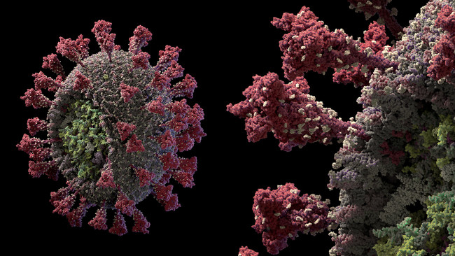 smartin2049's tweet photo. Coronavirus: el 99% de los infectados de coronavirus genera anticuerpos, pero ya hay al menos 40 mutaciones del virus, según la biofarmacéutica islandesa deCode Genetics

https://t.co/asePXwtydf

#EsteVirusLoParamosUnidos
#COVID19 #Desescalada #COVID__19 #COVID #COVID2019 https://t.co/G92crIexgT