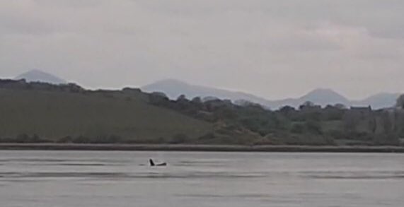 Caroline Nolan (@carolinenolan99) on Twitter photo Rare sighting - Orcas travelling up #strangfordlough this eve on incoming tide <a href="/StrangfrdLecale/">@StrangfrdLecale</a> <a href="/PortaferryGala/">Portaferry Gala Festival</a> <a href="/BBCNewsNI/">BBC News NI</a> <a href="/BelTel/">Belfast Telegraph</a> @VBrownChronicle Rare sighting - Orcas travelling up #strangfordlough this eve on incoming tide <a href="/StrangfrdLecale/">@StrangfrdLecale</a> <a href="/PortaferryGala/">Portaferry Gala Festival</a> <a href="/BBCNewsNI/">BBC News NI</a> <a href="/BelTel/">Belfast Telegraph</a> @VBrownChronicle