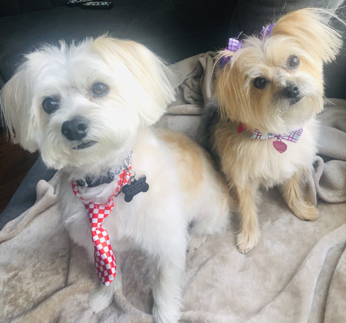 tpseaver's tweet image. So sad when Bently and Cameron Louise are the Best Groomed in the house 🐾🐾@AmyFreeze7 #BigDogSunday