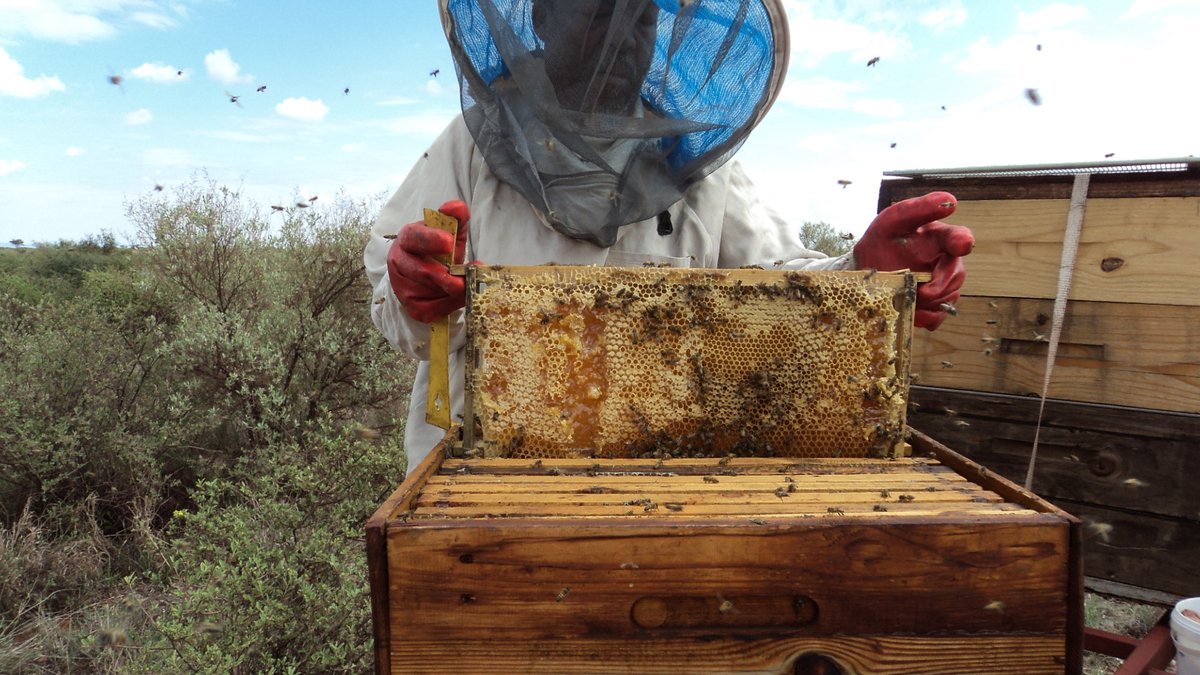 RomanaSustar's tweet photo. In 2013 I was sent to #SouthAfrica to work on an alleviating poverty project. My first project was to work with the beekeepers. I brought them Slovenian and Austrian honey. @SLOinUK using hashtags #BeeAtHome #BeeSave #WorldBeeDay #SavetheBees #PhotoCompetition https://t.co/aWl6bULeAh