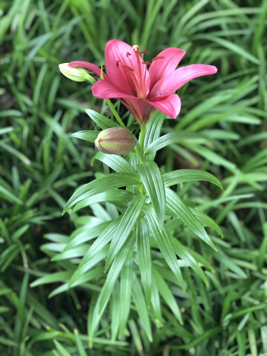 jmacfan1's tweet image. One of Scooby’s lilies bloomed ❤️🌸🐶 #lily #flower #ripscooby