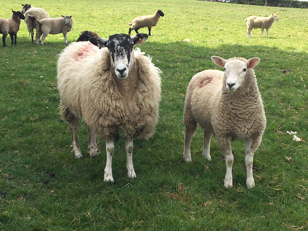 ⚠️GRAPHIC IMAGES!LOOK AT THIS FACE!! 
She died about an hour ago! 😢🐑
Why oh why, is it so difficult for some owners to put DOGS ON LEADS, when walking NEAR LIVESTOCK! It could so easily have been avoided.. 🐕🐑#Weekendvibes #ruralcrime #StayAlert #dogsoftwitter