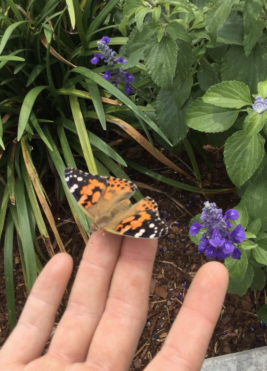 JanaSEdwards's tweet photo. We have had so much fun virtually watching the stages of our Painted Lady Butterflies!  Five were released today! 
@NISDHelotes @NISDElemScience #NISDdl https://t.co/EpwpEafQJx