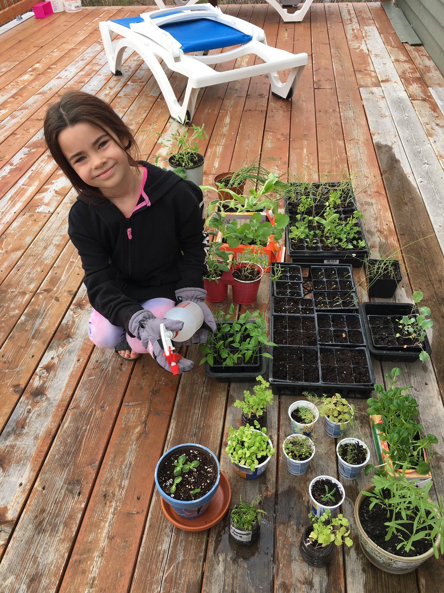 StMarksNL's tweet photo. Jorja is Learning at Home! She took our Little Green Thumbs’ worms home and we are watching her garden grow! #smallschoolstrong @NLESDCA https://t.co/v59Qy5sCZw