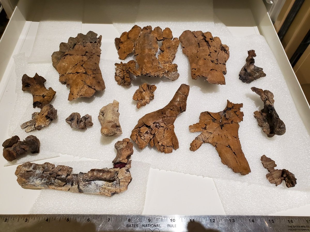 UTexasCT's tweet image. Happy #FossilFriday and we hope everyone is staying safe! Before the shut down Mark Goodwin came to visit and brought this juvenile #triceratops from the Hell Creek Formation. He will be using UTCT data to investigate patterns of #vascularization and bone growth in the skull.