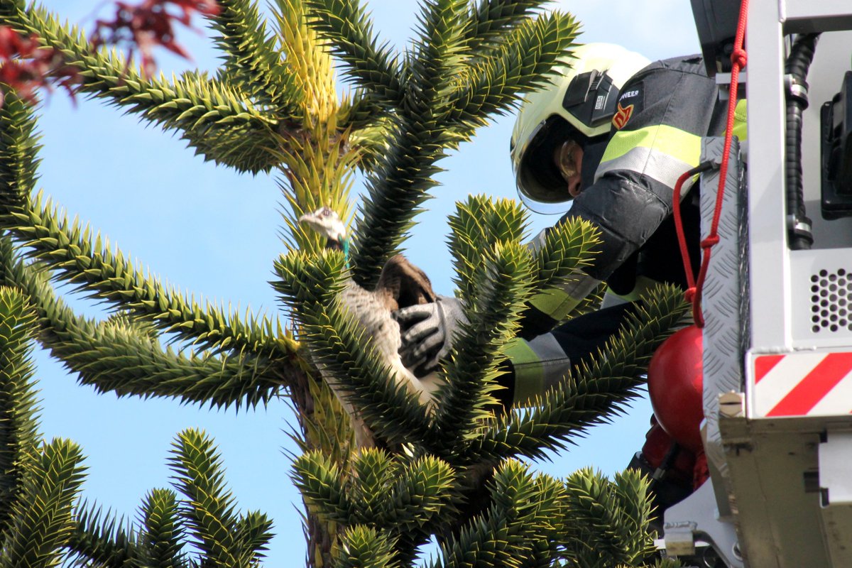 Pauw vlucht voor reddingspoging brandweer -..