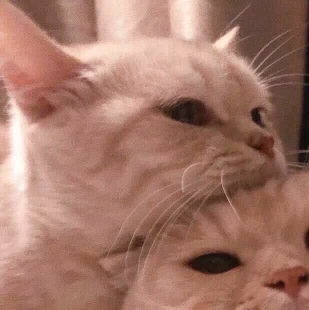 phuengpyw's tweet photo. 💙🧡เจ้าเหมียวของพี่
#ซึงโดยอน #NUMDOHYON#CHOSEUNGYOUN#woodz https://t.co/rH9ZPWK2Bi