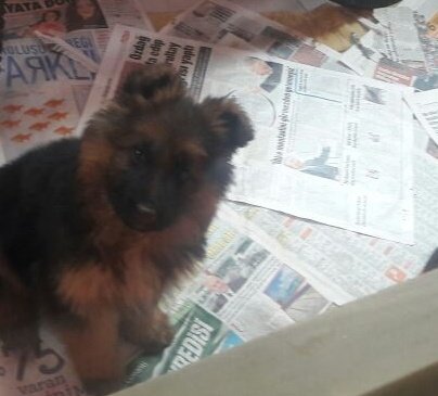 Bunu izlerken aklıma sadece üç yıl önce Mars'ın eve geldiği zamanı hatırlayıp üzülmem.