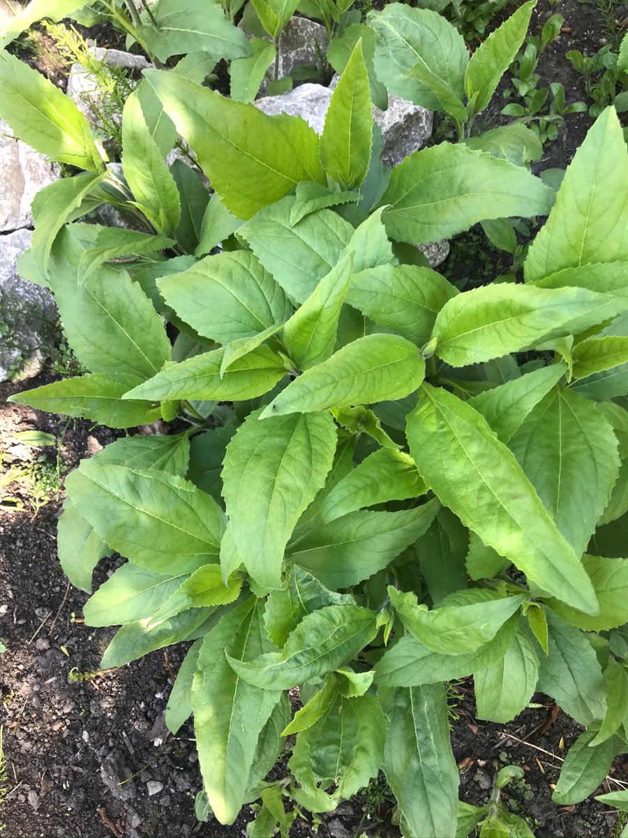 Can anyone help identify this plant?? I don’t remember planting it last year but it’s come up this year and I don’t know if it’s a weed or not.... <a href="/TheMontyDon/">Monty Don</a> <a href="/The_RHS/">The RHS</a> <a href="/TitchmarshTugs/">Alan Titchmarsh</a> @charlie_dimmock #greenfingeredapprentice