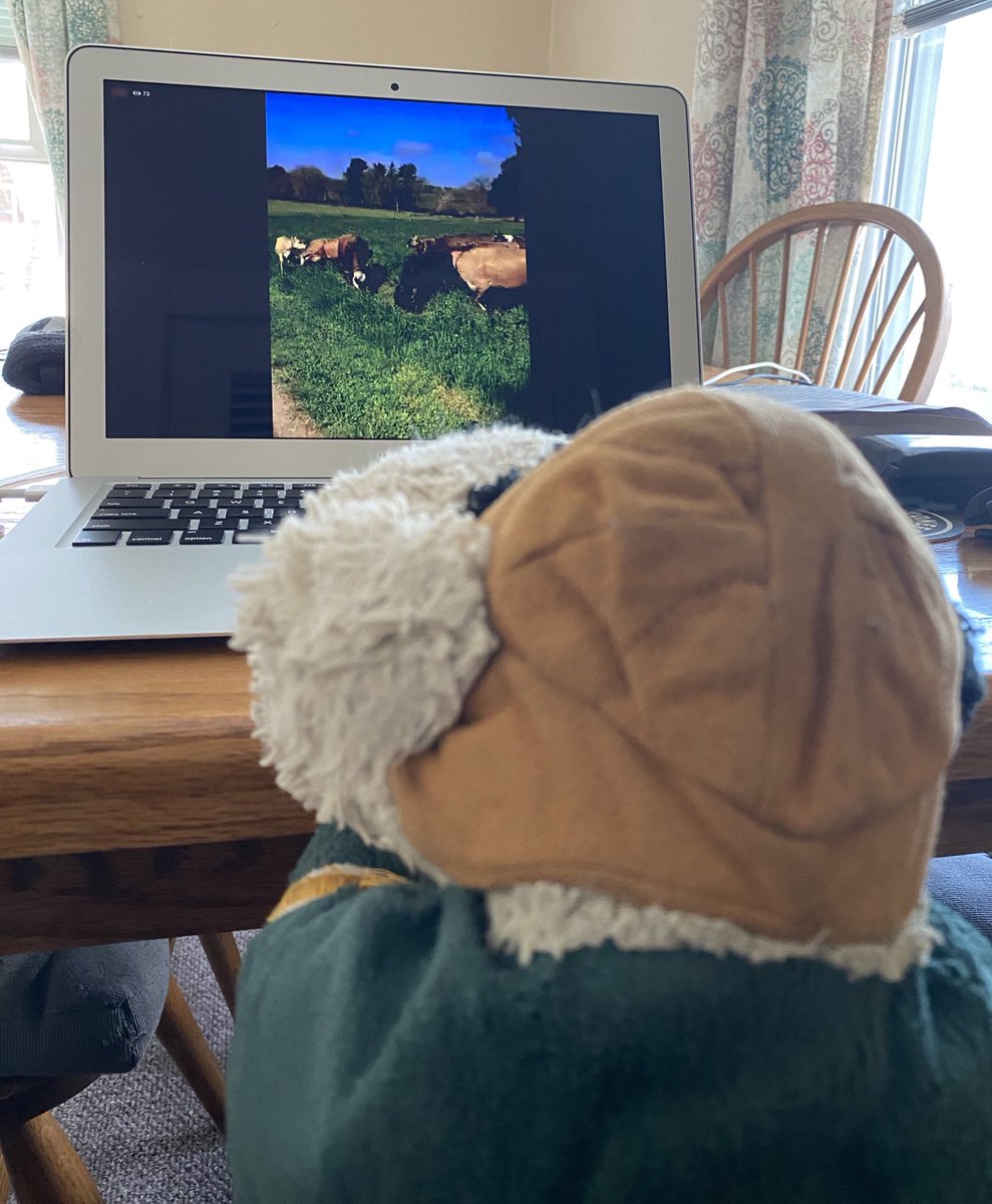GBCurlyCow's tweet photo. watching my friends at Appleton Farms be put out to pasture for the season ... they’re so happy!! 🐄🐮 https://t.co/8nRHmskvER