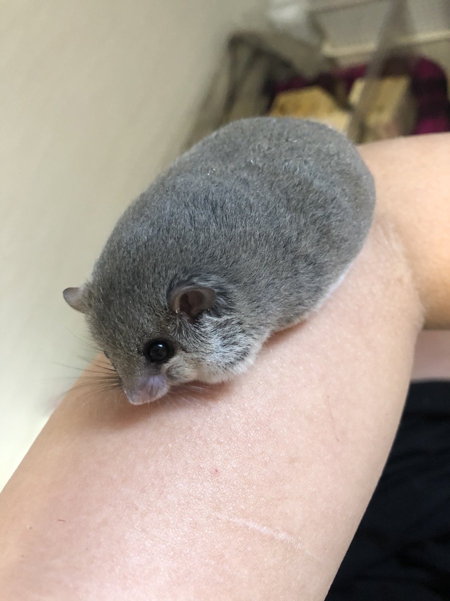 もふもふマスター Y になりたい人 何これ 丸々してるっ 可愛すぎる アフリカヤマネ ヤマネ エキゾチックアニマル 小動物 おでぶ ぽっちゃり もふもふマスター Y になりたい人 何これ 丸々してるっ 可愛すぎる アフリカヤマネ ヤマネ エキゾチックアニマル 小動物 おでぶ ぽっちゃり