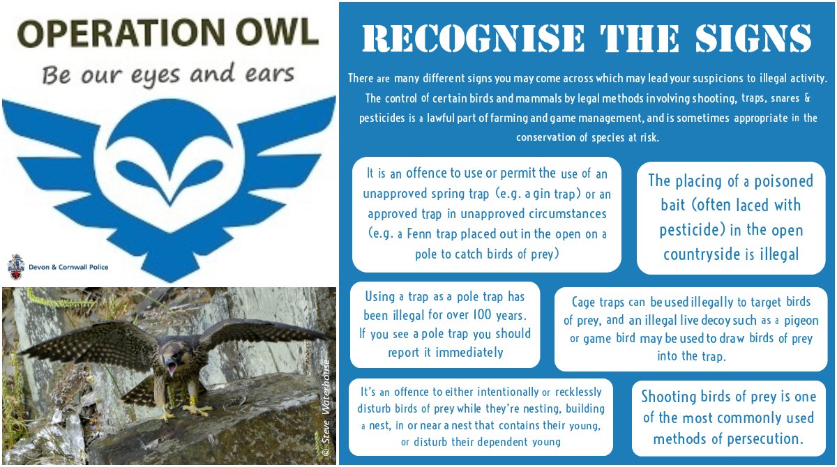 DCPoliceRural_D's tweet photo. For today's @operation_owl post, we'll focus on the #Recognise aspect. There are many different signs which may indicate #RaptorPersecution. Below are a few things to look out for to help protect our #BirdOfPrey population. #EyesAndEars Find out more at:
https://t.co/DntxrclPOu https://t.co/lPdfLZuL7X