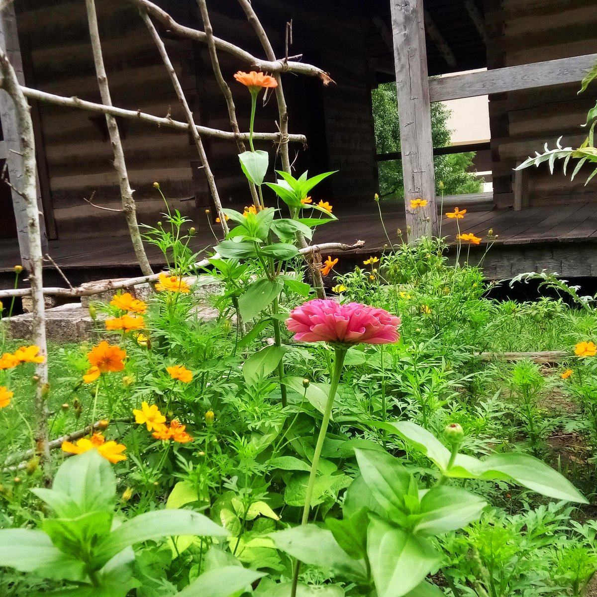 TexanCultures's tweet photo. Today, #MuseumWeek showcases #climateMW! As settlers arrived in Texas and established homesteads dominated by work and subsistence living, pioneer families took to their gardens and tamed the great wildflowers of Texas. Check out these beautiful shots of the beds at  #ITC! https://t.co/yUMjUjAL00