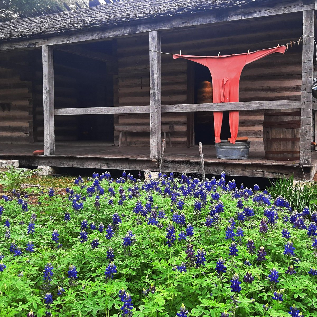 Today, #MuseumWeek showcases #climateMW! As settlers arrived in Texas and established homesteads dominated by work and subsistence living, pioneer families took to their gardens and tamed the great wildflowers of Texas. Check out these beautiful shots of the beds at  #ITC!