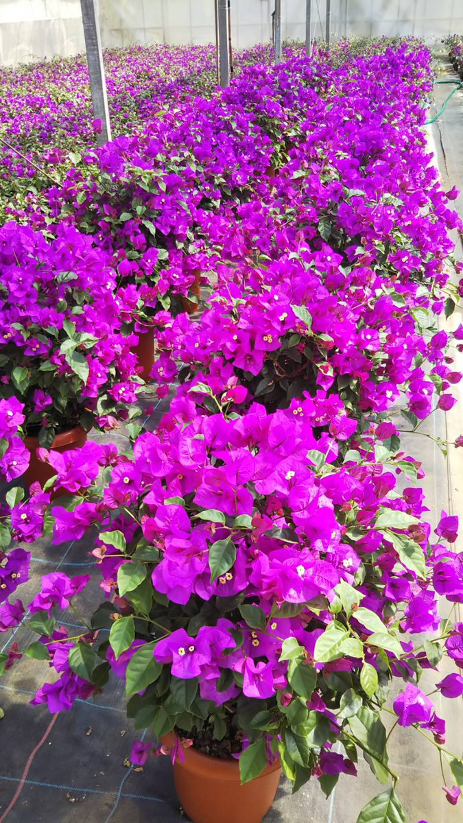 Yu_ri__mama's tweet photo. ブーゲンビリア💕綺麗❤️
お友達のお家で作ってます。
写真送ってくれてありがとう。
早くみんなで集まりたいね😋 https://t.co/ORfOVOINGx