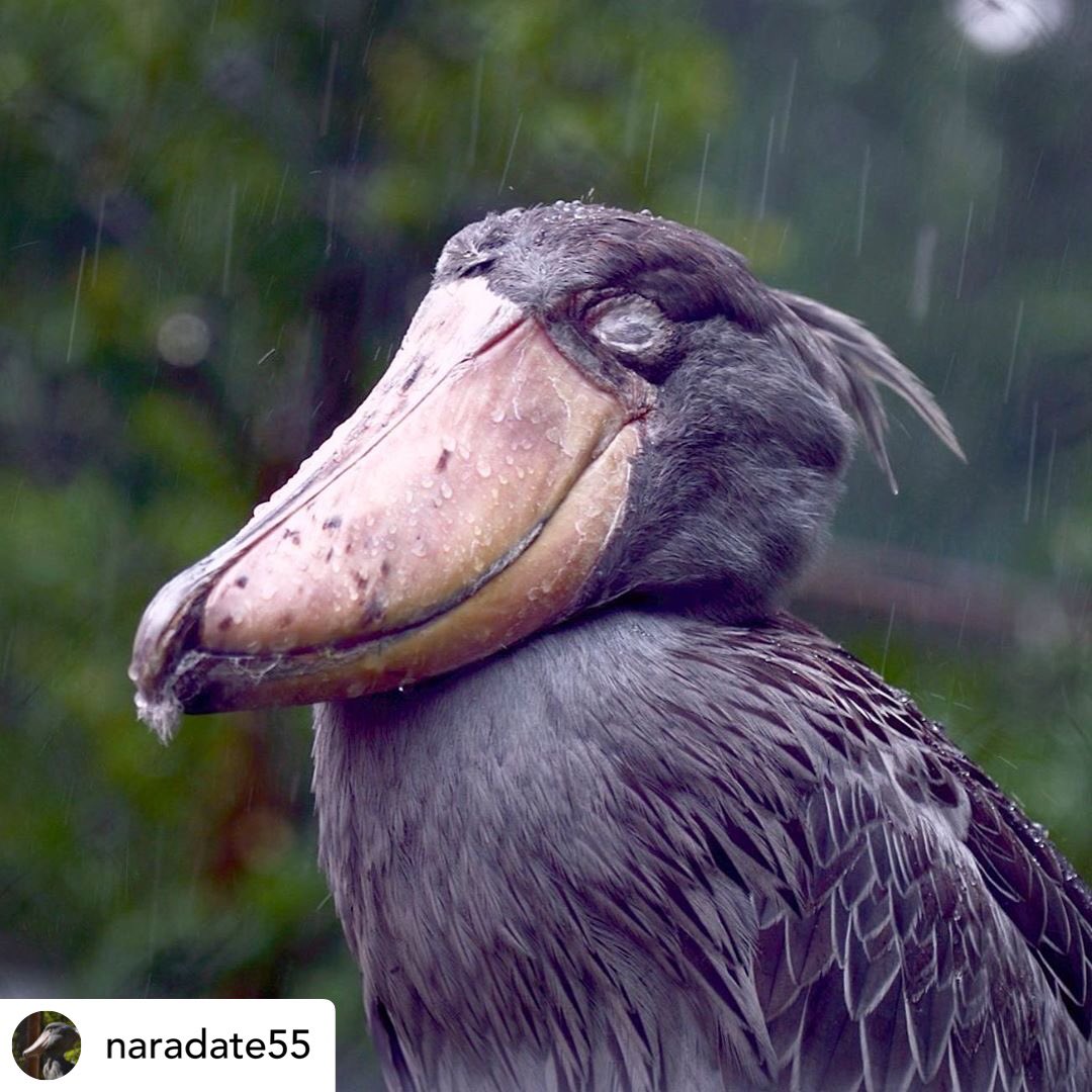 _WonderScience's tweet photo. (3/4)However, positive efforts have been made to protect this endangered animal by creating protected habitat areas in Zambia, Tanzania and Uganda! #conservation #africanwildlife https://t.co/1tTPvyqp60