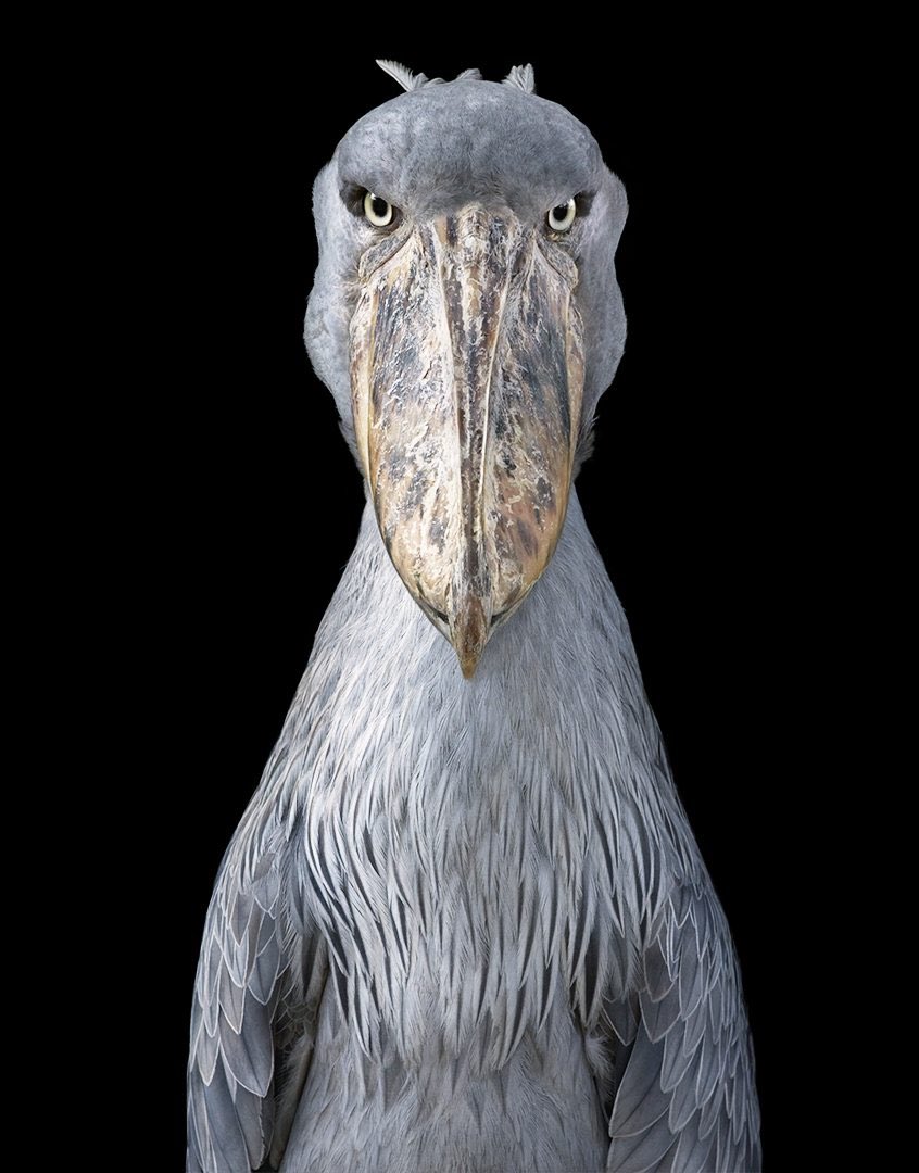_WonderScience's tweet photo. (1/4)This is the Shoebill bird and he can be found at the swamps of Eastern Africa. Their diet consists of mainly lungfish, eels and the occasional baby crocodile!
#wildscience #EndangeredSpeciesDay 

Image: Tim Flach https://t.co/r5L37j5LIF
