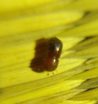 布団で小さい虫を発見 茶色や黒いヤツの正体と駆除する方法