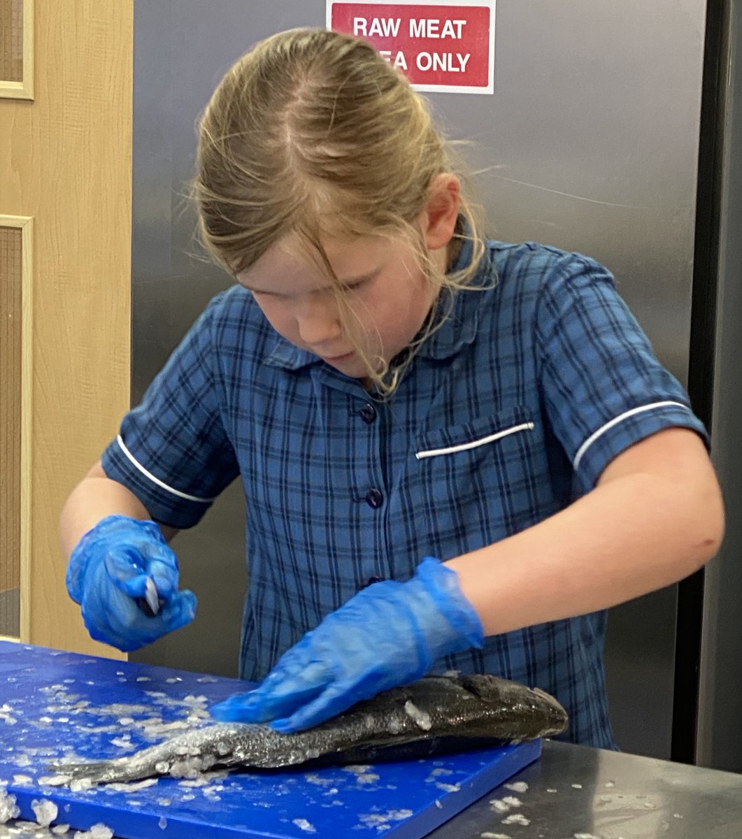 HolmeGrange's tweet photo. Year 3&4 had a great time today learning to gut and cool Sea Bass as part of their Virtual Bushcraft Week. Huge thank you to @Thomas_Franks_ for showing the children what to do in your step by step guide - the chefs were amazing. #FishEyeChallenge https://t.co/vNqvzTsUyX