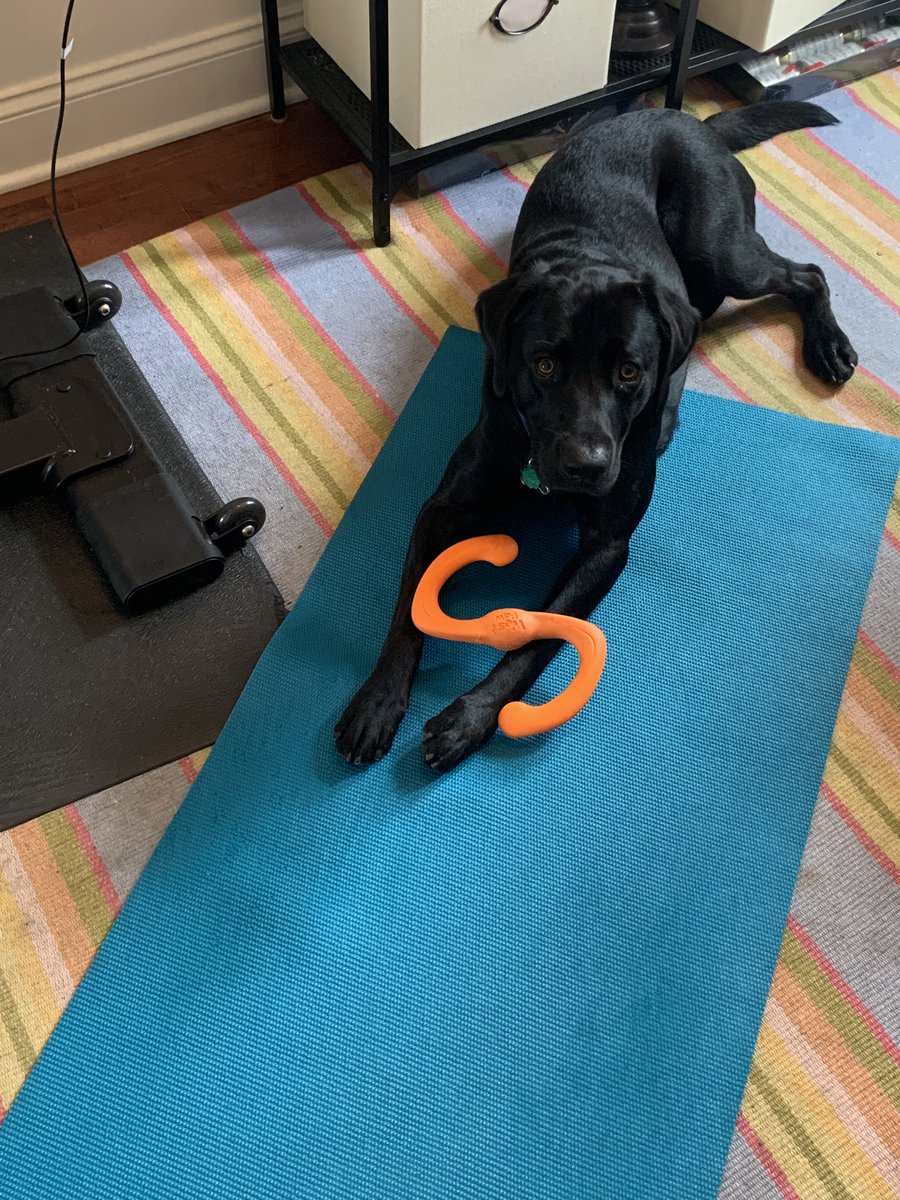 BrittanyJLadd's tweet photo. Someone else wanted to get in on the @onepeloton workout this am! #augieklitzing #peloton #feelgoodride #stretchandstrength https://t.co/mtGKREEiBY