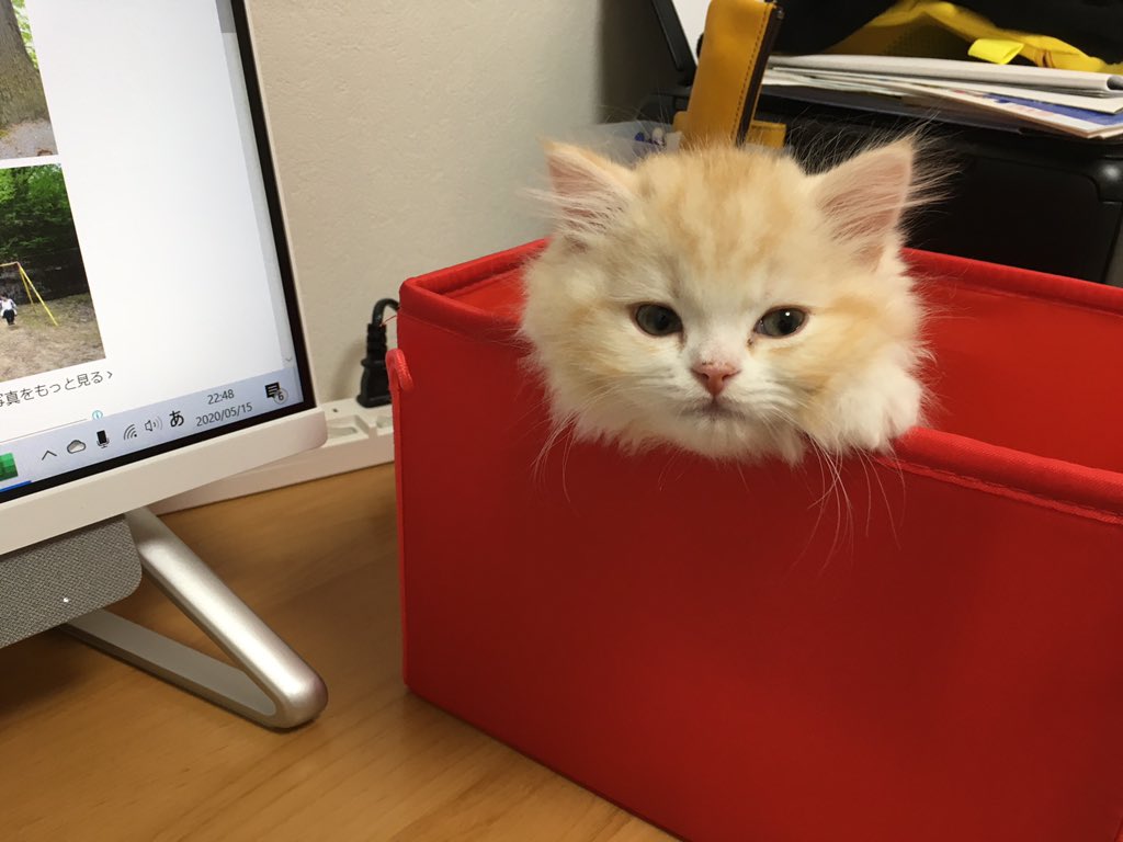 囲碁サロンシトラス席亭 仕事の邪魔する猫対策に箱が良いと聞きましたので うちの箱入り息子です 囲碁サロン 営業自粛中 猫のいる暮らし スコティッシュフォールド スコティッシュストレート 猫好きさんと繋がりたい 囲碁サロンシトラス席亭 仕事の邪魔する猫対策に箱が良いと聞きましたので うちの箱入り息子です 囲碁サロン 営業自粛中 猫のいる暮らし スコティッシュフォールド スコティッシュストレート 猫好きさんと繋がりたい