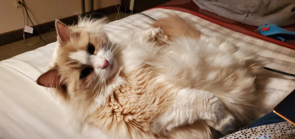 Thibodeaux32117's tweet photo. Thibodaux: I was happly taking my map. Why did you wake me up? #ragdoll #cats #CatsOfTwitter #cat #happynap #happy #disturb https://t.co/kEqKLPYlRE