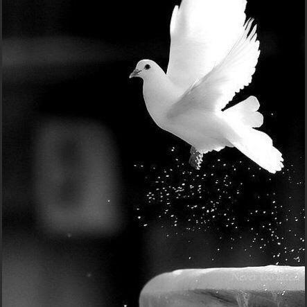 لن يُخيّب اللهُ هذا الصدقَ الكامنَ فيك،

أنتَ الذي تنشدُ النقاءَ في كلِّ أمر،

وتنجذبُ طواعيةً للبياضِ والطُهر،

وتسوءكَ الدروبُ الملتوية.