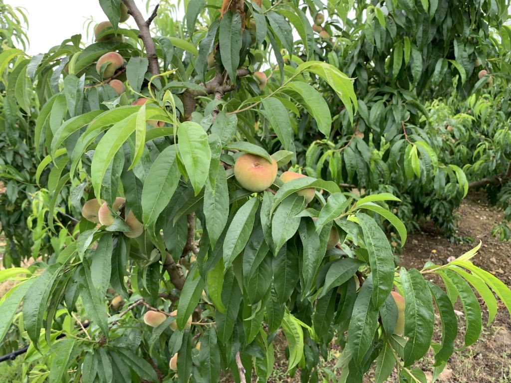 pfernandez1975's tweet photo. 👨‍🌾¡Feliz día de #SanIsidro!👩‍🌾
Hoy más que nunca hay que agradecer a los #Agricultores la gran labor de tod@s. En #SIPCAMIberia no paramos, así de bonitos lucen hoy los paraguayos UFO4 en una de nuestras pruebas de desarrollo para evitar rajado #Record #StiloHydro #frutadehueso 🍑 https://t.co/ItmYrCJpsH