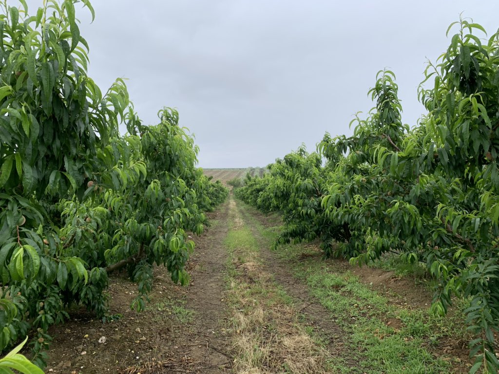 pfernandez1975's tweet photo. 👨‍🌾¡Feliz día de #SanIsidro!👩‍🌾
Hoy más que nunca hay que agradecer a los #Agricultores la gran labor de tod@s. En #SIPCAMIberia no paramos, así de bonitos lucen hoy los paraguayos UFO4 en una de nuestras pruebas de desarrollo para evitar rajado #Record #StiloHydro #frutadehueso 🍑 https://t.co/ItmYrCJpsH