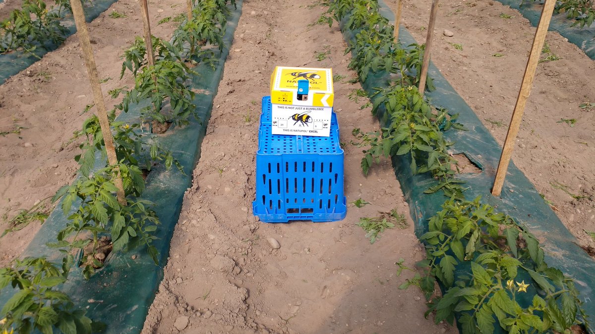 HTGrowers's tweet photo. #5StarPremium #JerseyFresh #VineRipeTomatoes pruned and growing very well in #HTG #hightunnels. https://t.co/zheKfeETg9