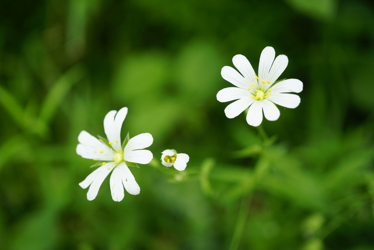 Family 18 is the pink family (Caryophyllaceae)Small herbs with opposite leaves and (usually) 5 white or pink notched petals.Ragged Robin (Lychnis flos-cuculi), Greater Stitchwort (Stellaria holostea), Common Chickweed (S. media), Red Campion (Silene dioica)
