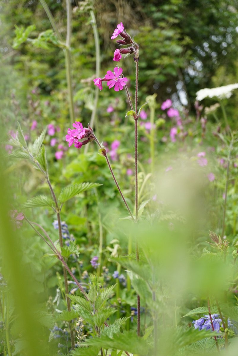 Family 18 is the pink family (Caryophyllaceae)Small herbs with opposite leaves and (usually) 5 white or pink notched petals.Ragged Robin (Lychnis flos-cuculi), Greater Stitchwort (Stellaria holostea), Common Chickweed (S. media), Red Campion (Silene dioica)