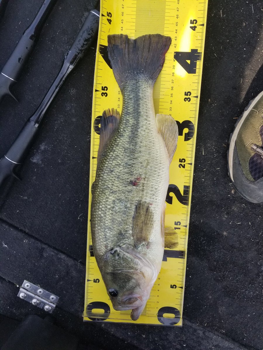 ビークロールスイマー ビークロールスイマー