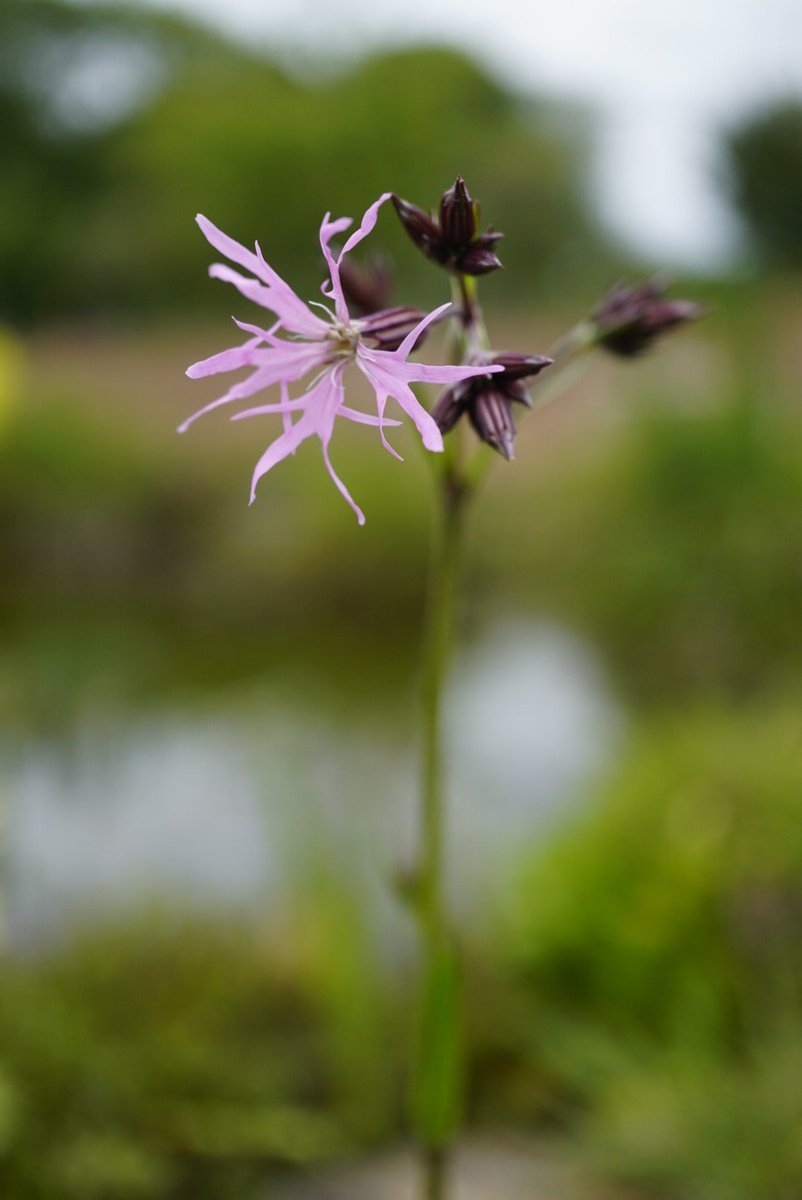 Family 18 is the pink family (Caryophyllaceae)Small herbs with opposite leaves and (usually) 5 white or pink notched petals.Ragged Robin (Lychnis flos-cuculi), Greater Stitchwort (Stellaria holostea), Common Chickweed (S. media), Red Campion (Silene dioica)