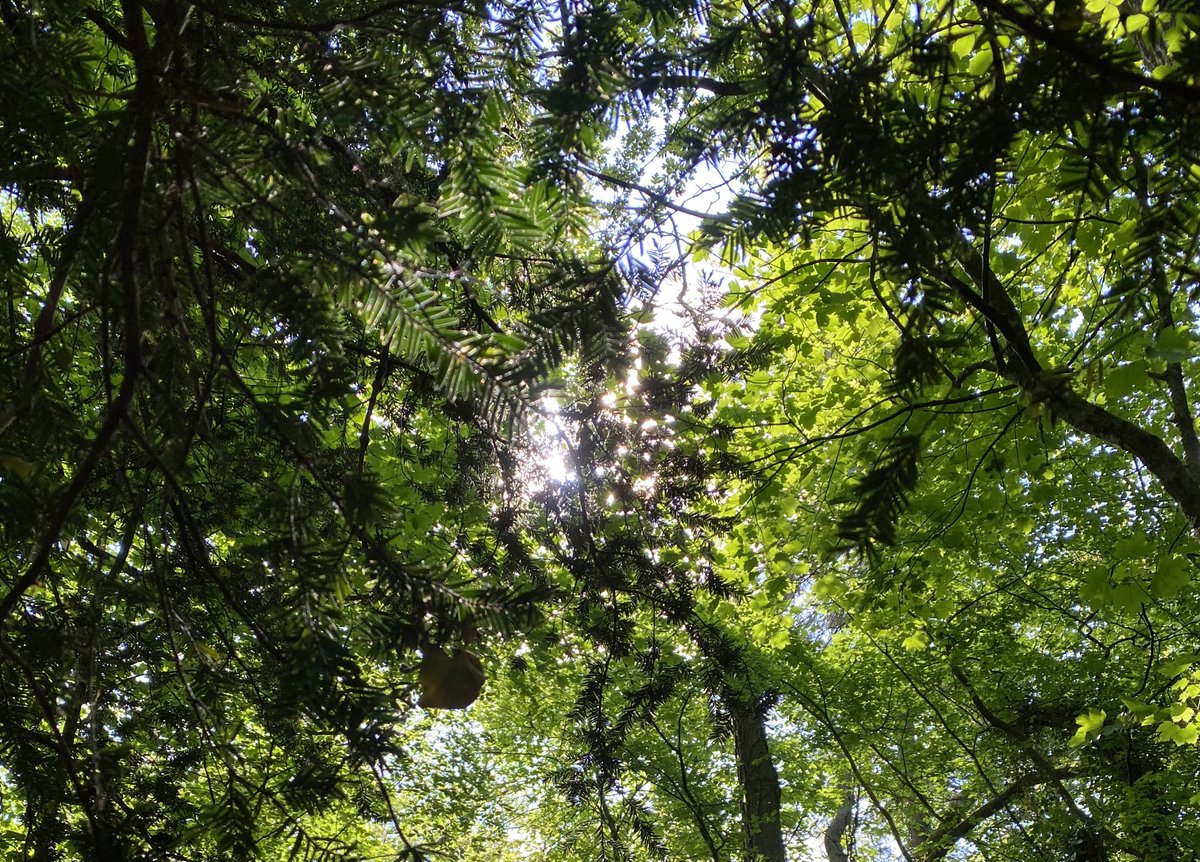 juliadarwen's tweet photo. #BushPhotoChallenge  #Fantasy https://t.co/kaR3m60Umm