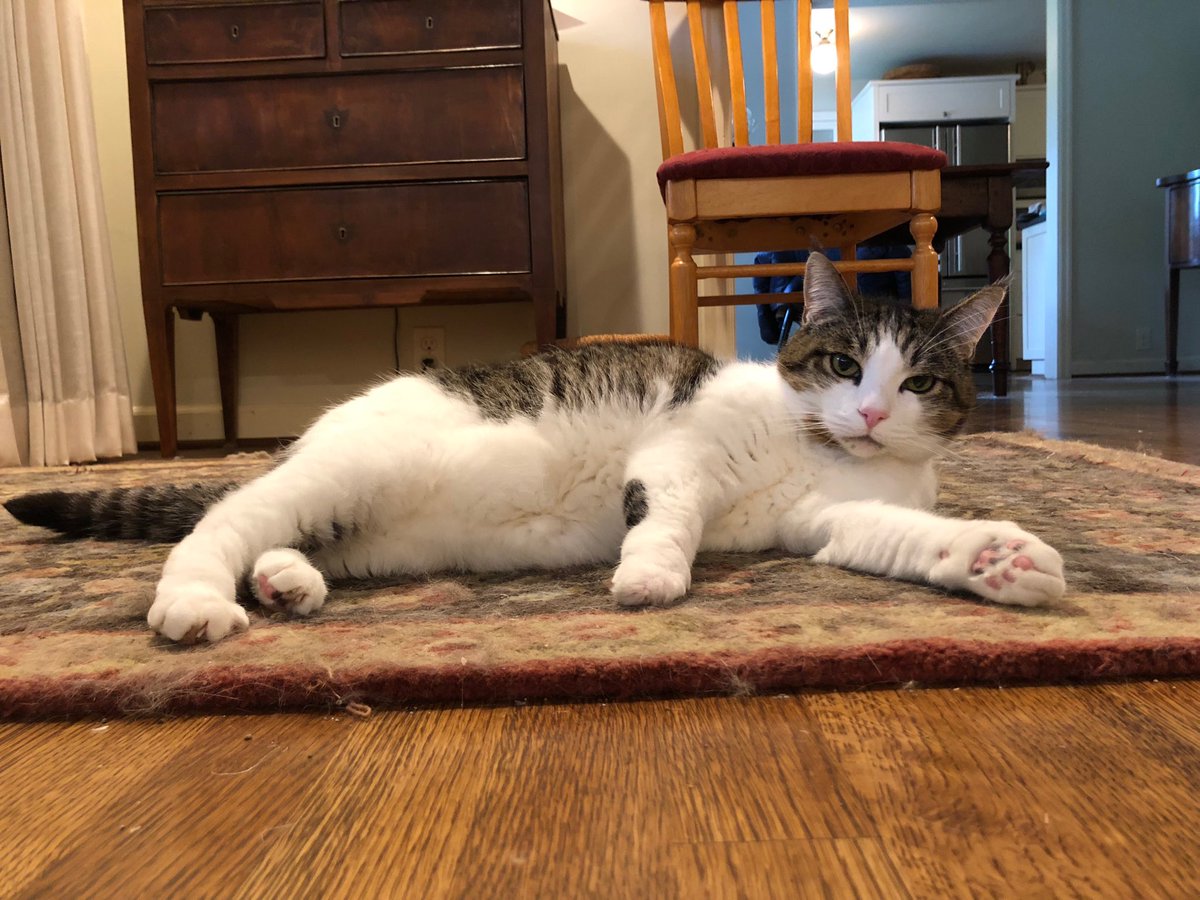 I will NEVER sell out to a pet food company. #CatsOfTwitter