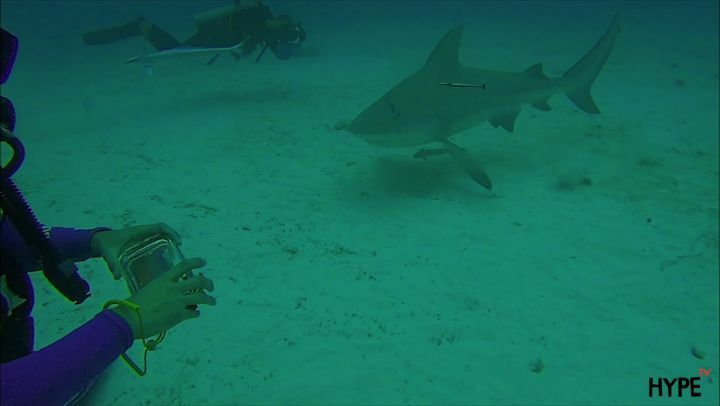 hypetves's tweet photo. Diving with bull sharks un Playa del Carmen, México.
#dive #diving #diver #trip #traveler #hypetves #underwater #shark #tiburon #bullshark #crazy https://t.co/dbVgcM1PiV https://t.co/WhtRlp2Xi1