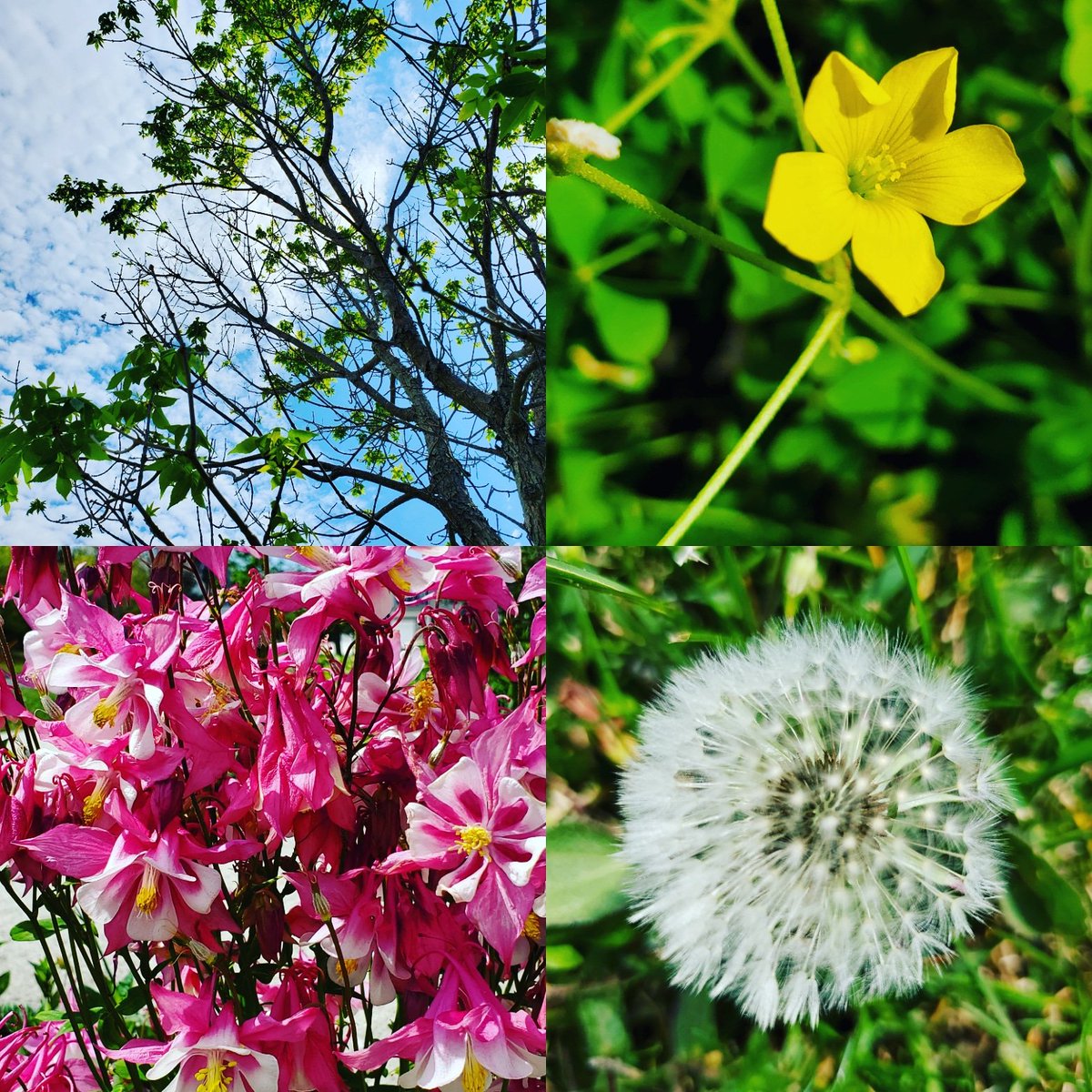 We're just one day away from <a href="/NatParkTrust/">National Park Trust</a> #ParksToKids Day happening virtually Saturday, May 16th! Tell me how you're going to celebrate!