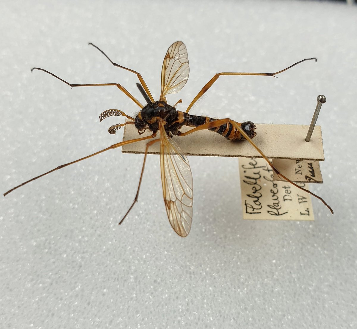 Ctenophora flaveolata a rare UK Tipulidae. A wasp mimic and saprophylic species associated with Birch woodland. A few recent sightings of this magnificent cranefly in the past week or so. #WorldCraneFliesDay