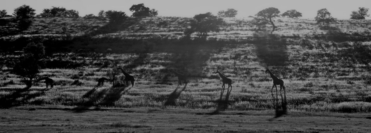 BryanKDM's tweet image. #TravelTomorrow #Kgalagadi2020 @boundless_sa @NorthernCapeSA  @SANParksKTP Tall Giraffe elegance in silhouette.