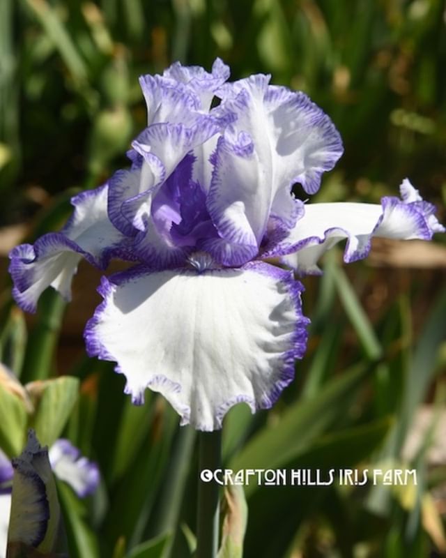 CraftonIrises's tweet photo. This beauty is Classic Look (Schreiner, 1992) and it is blooming at Crafton Hills Iris Farm! ~Enjoy!
#craftonhillsirisfarm #tallbeardediris #irisfarms: https://t.co/DxO5SAREBt https://t.co/fOaYqEPWNb