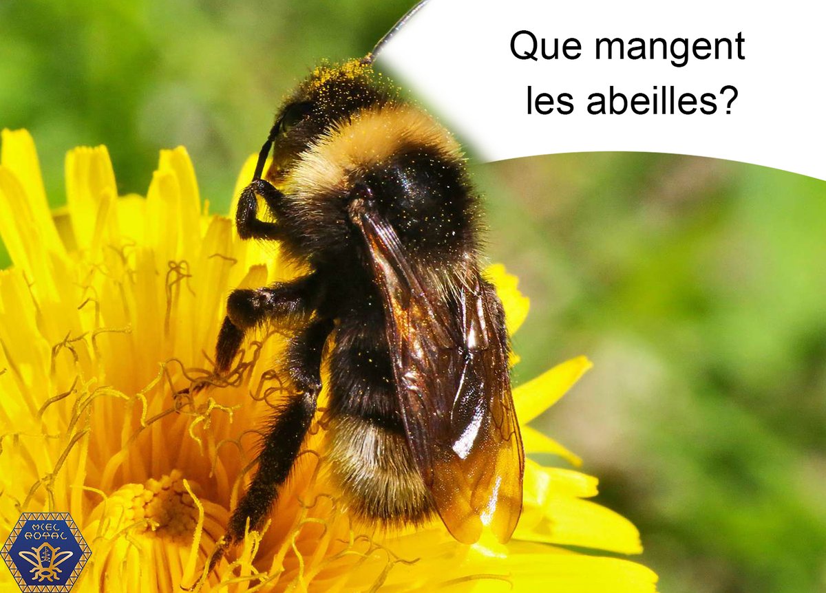 MielRoyal's tweet photo. Quelle est la nourriture des abeilles?🤔 L’alimentation naturelle des abeilles adultes se compose de pollen et de nectar qu’ils recueillent dans la nature. Le miel et le pollen servent de nourriture pour les abeilles travailleurs et la reine.
#IlEtaitUneFois #MielRoyal https://t.co/hcjkT6XU6P
