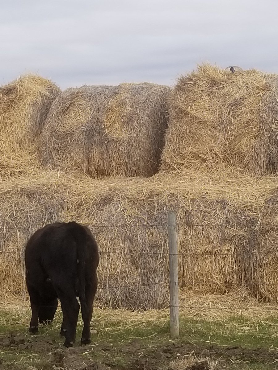 grassncows's tweet image. Not sure how those are getting down in a few weeks? #topright