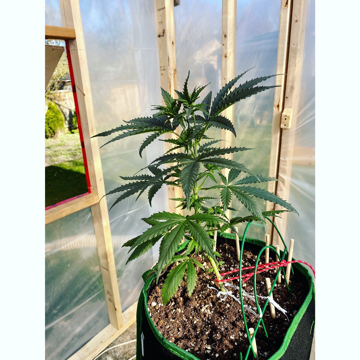 420_homegrow's tweet image. Loving the greenhouse! Growing so fast. Check it out on my Instagram! 
instagram.com/420.homegrow/

#weedsociety #torontoweed #whitecookies #sativa #weedontario #homegrown #growingcannabis