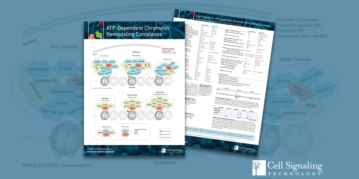 CellSignal's tweet photo. The BAF (mSWI/SNF) complexes are crucial ATP-dependent chromatin remodelers needed for proper cellular growth/development. Thanks to @kadochlab, we now know all subunits of the 3 major #BAFcomplexes. Visualize them with our pathway handout here:
https://t.co/nZv3Xuy9D5 https://t.co/uC3ivnqkQo