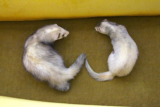 AngelCityFerret's tweet photo. Couch mischief. 
——————————————— 
The Greater Los Angeles Ferret Club.
———————————————— 
#CaliforniaFerrets #ferrets https://t.co/6PiDlAdQzh