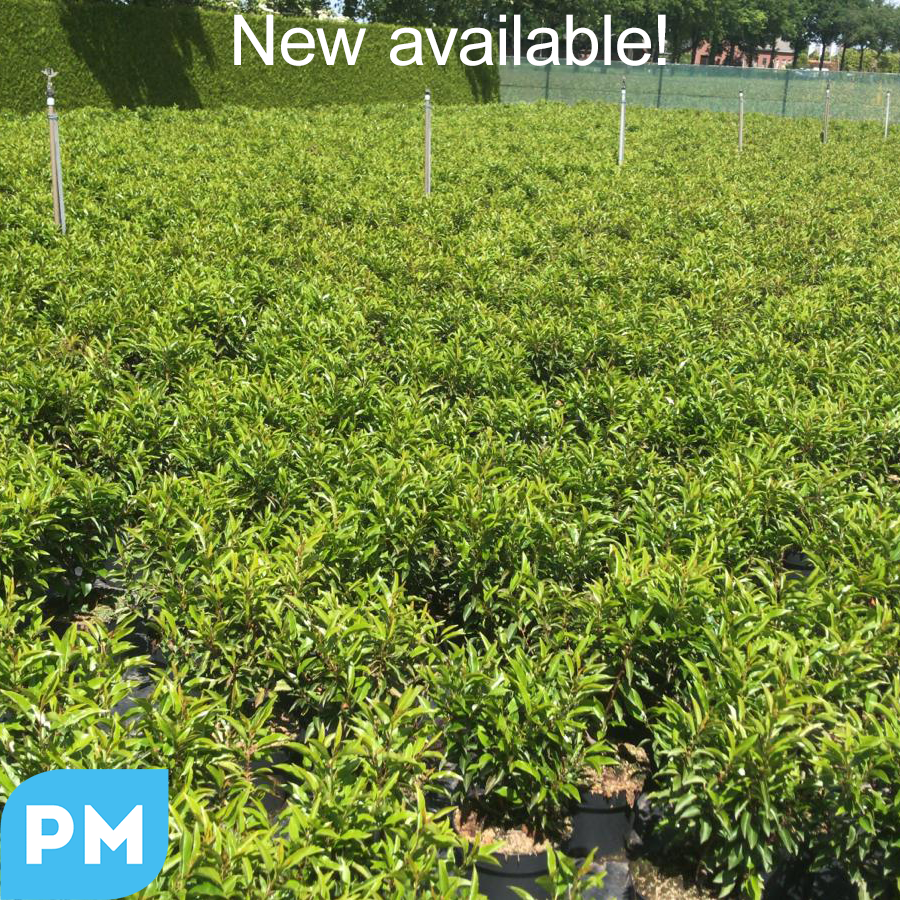 Yay! Our growers are potting! Some beauties are available now already, like these Prunus lusitanica Angustifolia🌱🌱😍 #plants #plantmarket #potting