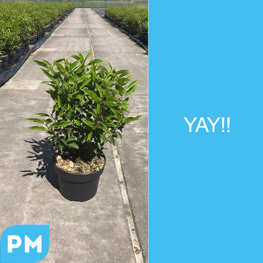 New plants available <3 <3 #plants #plantmarket #potting