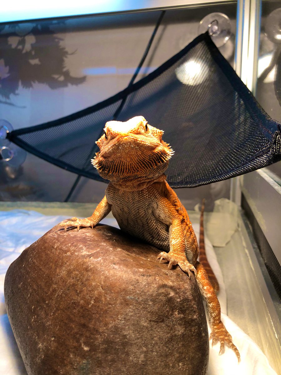 galacticfoxtail's tweet photo. Я вроде как мамка ящера. Вот моя красотка греет пузико.
#bearddeddragon #lizards #reptiles #lizardoftheday https://t.co/e7DRturdgs