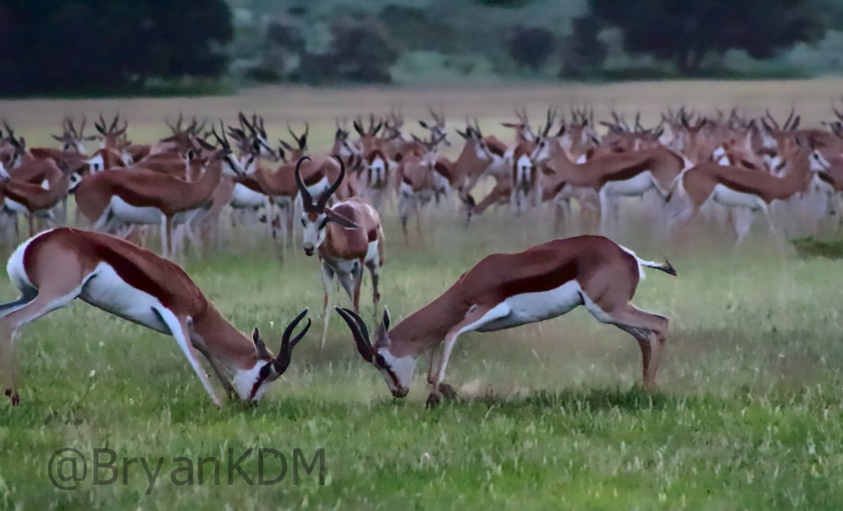 BryanKDM's tweet image. #TravelTomorrow #Kgalagadi2020 @boundless_sa @NorthernCapeSA @SANParksKTP The rugby players &amp;amp; Ref of the KTP, love watching rutting season. Touch, Pause, Engage
